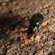 Illustration for article titled Shooting Challenge: Bugs Gallery (Part 4)